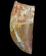 Bargain, Carcharodontosaurus Tooth - Real Dino Tooth #71178-1